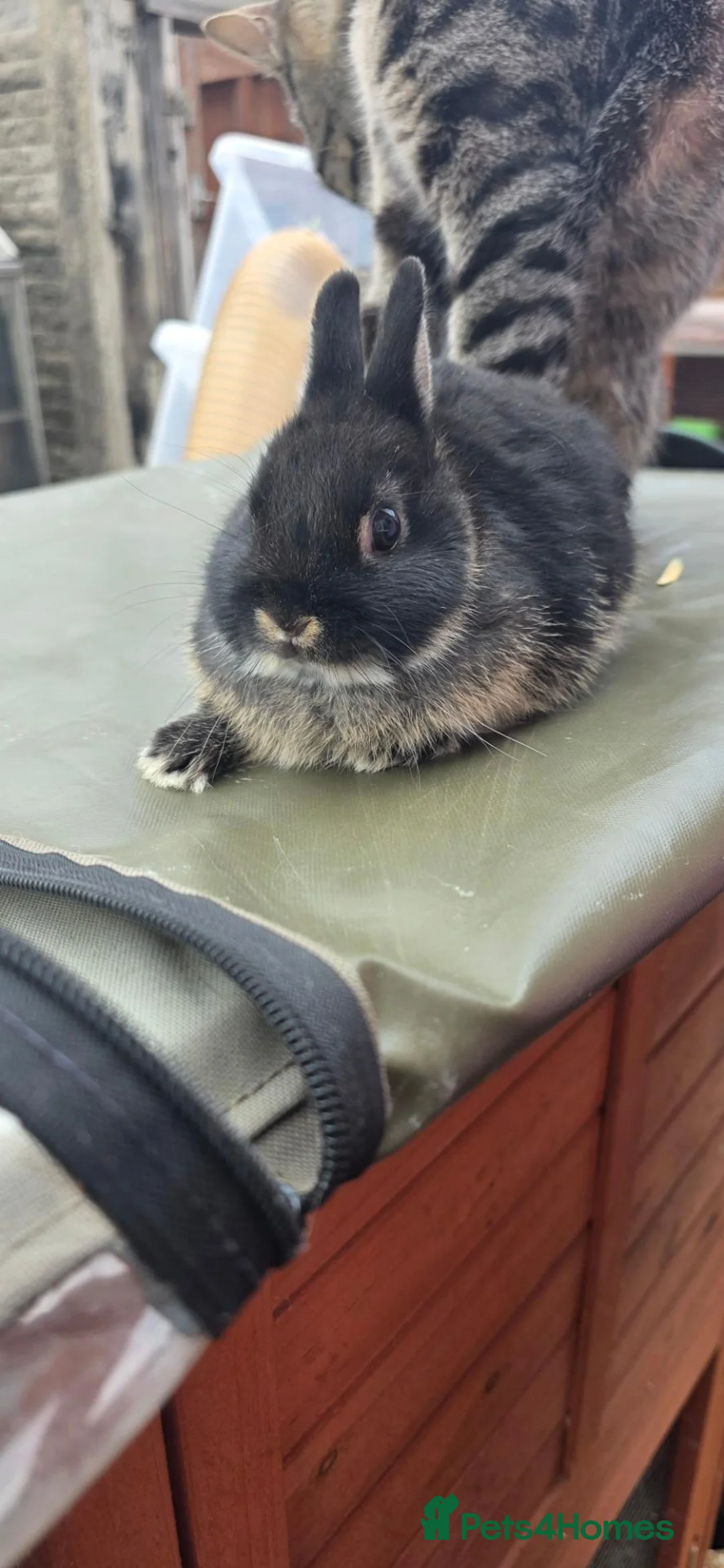 Netherland Dwarf rabbits for sale: 3 beautiful baby rabbits - Advert 1