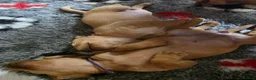 Labrador Retriever dogs for sale: Stunning Chunky KC Registered Red Labrador Puppies - Advert 10