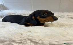 Miniature Dachshund dogs for sale: 2 stunning miniature dachshund puppy’s  - Image 11