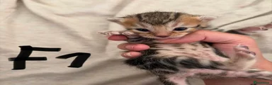 Bengal Kitten 4