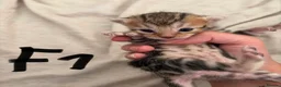 Bengal cats for sale: Bengal Kittens-Beautiful Rosettes – Family Raised - Advert 23