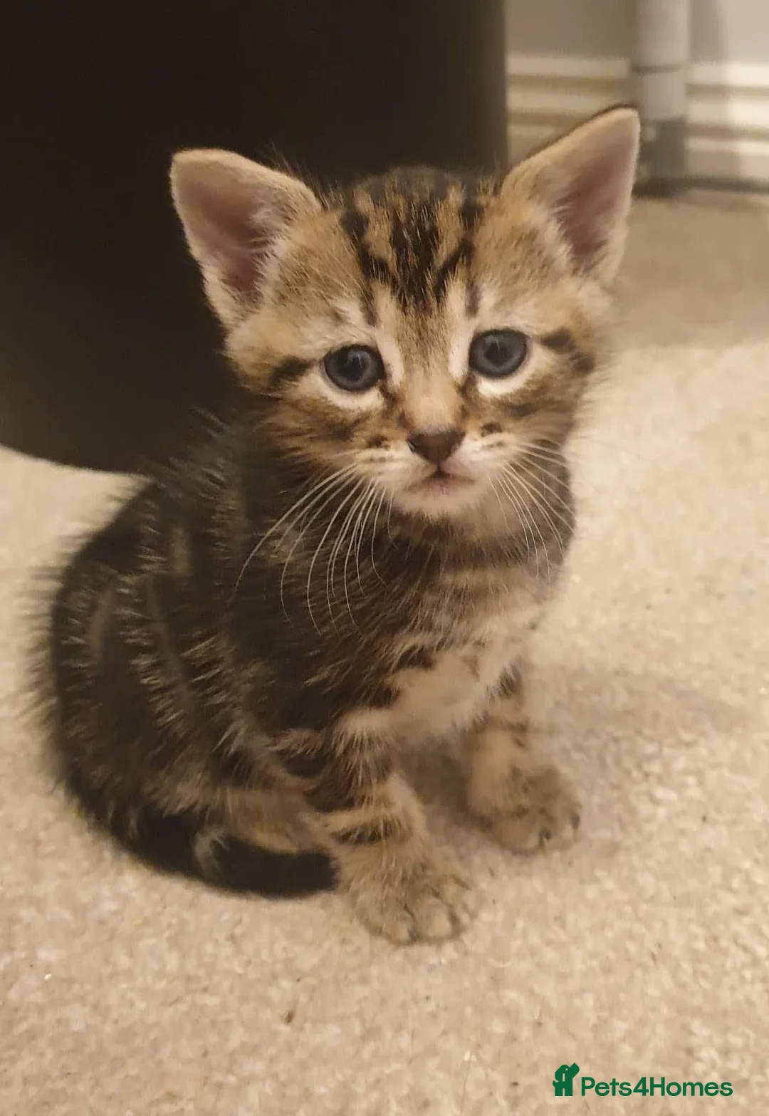 Mixed Breed cats for sale: 4 beautiful kittens for sale.  - Advert 1