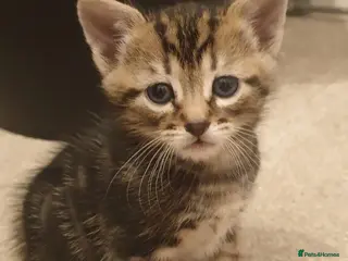 Mixed Breed cats 4 beautiful kittens for sale. - Advert 2