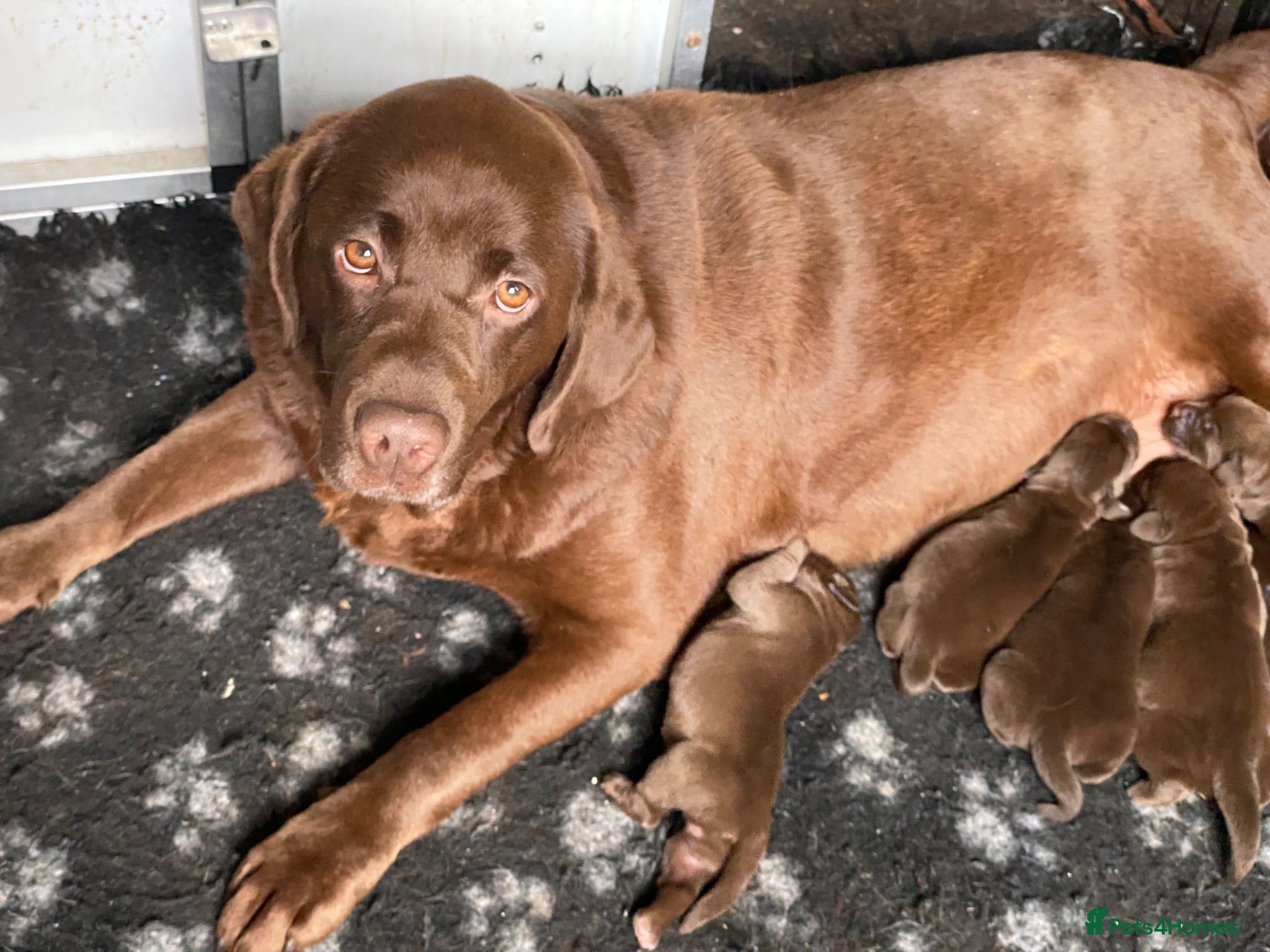 Labrador Retriever dogs Chocolate Labrador KC Puppies, Ready 13/9/26 - Advert 1