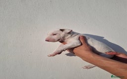 English Bull Terrier dogs for sale: Beautiful k.c reg bully pups  - Image 10