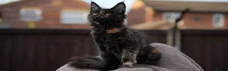 Maine Coon cats for sale: XL Pedigree Maine coon kittens - Advert 15