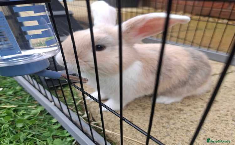 Mini Lop rabbits - Advert 1