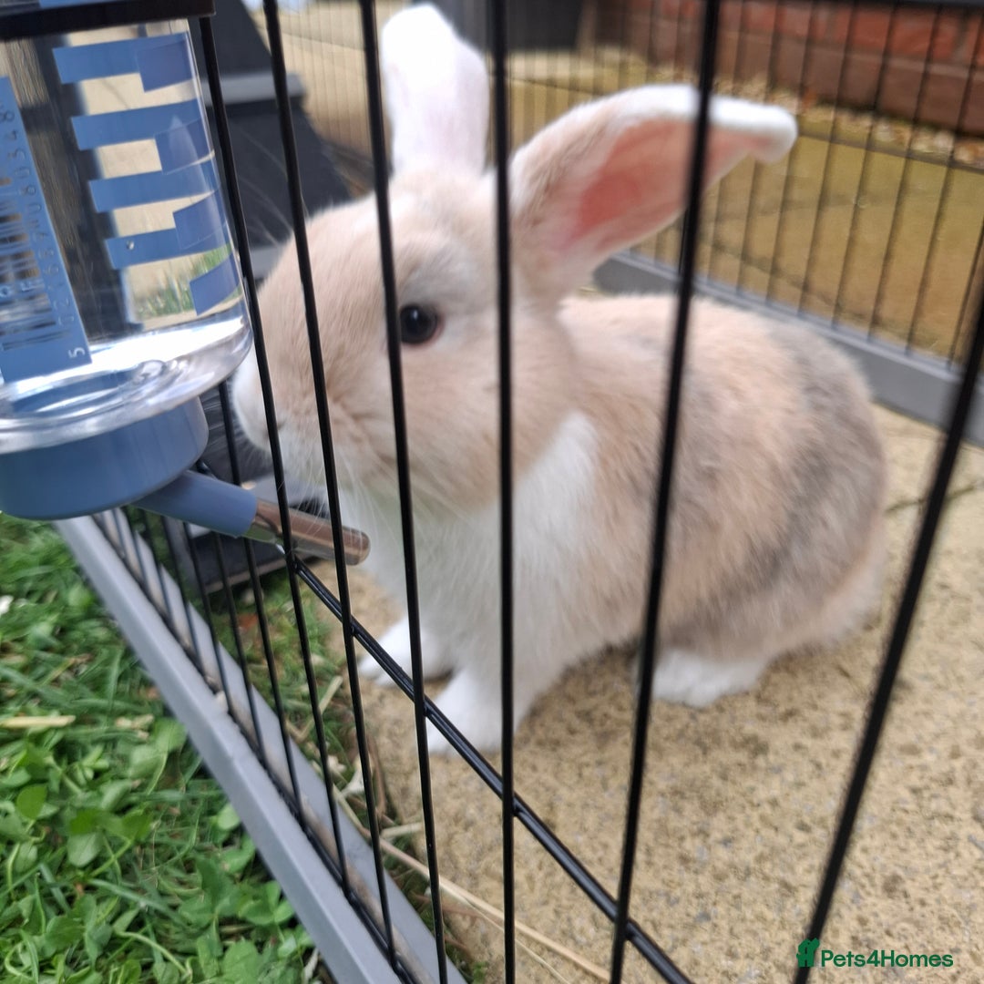Mini Lop rabbits for sale: Baby minilop rabbit 9 weeks - Image 1