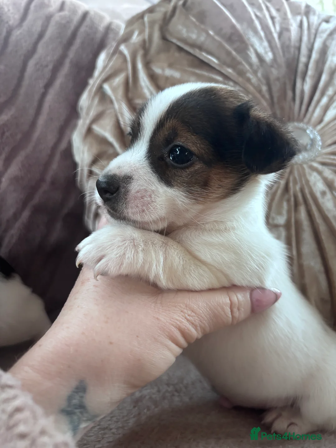 Jack Russell dogs for sale: Chunky Jack Russell pups - Advert 6