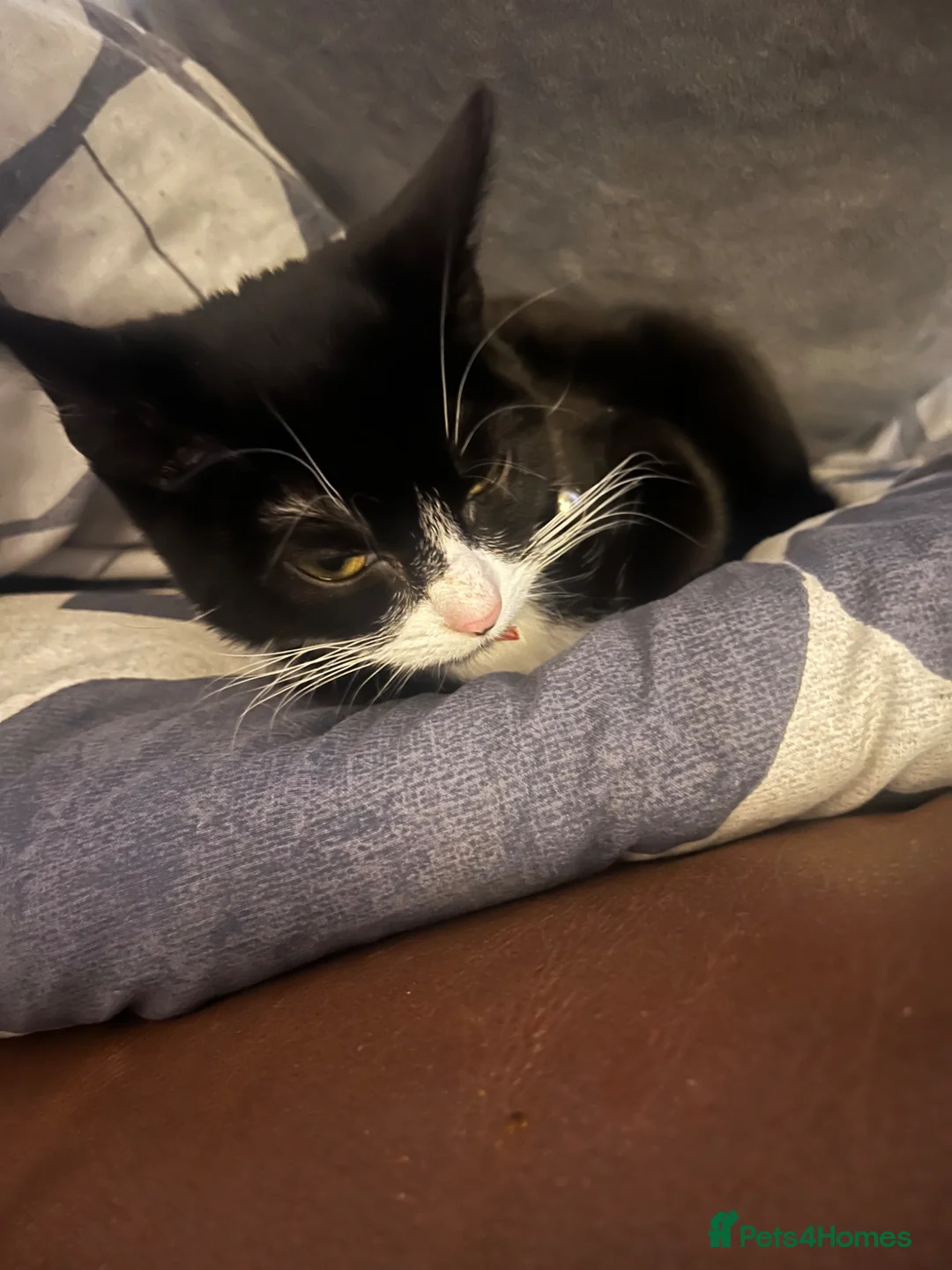 Mixed Breed cats for sale: Kittens for sale two girl kittens  - Advert 2