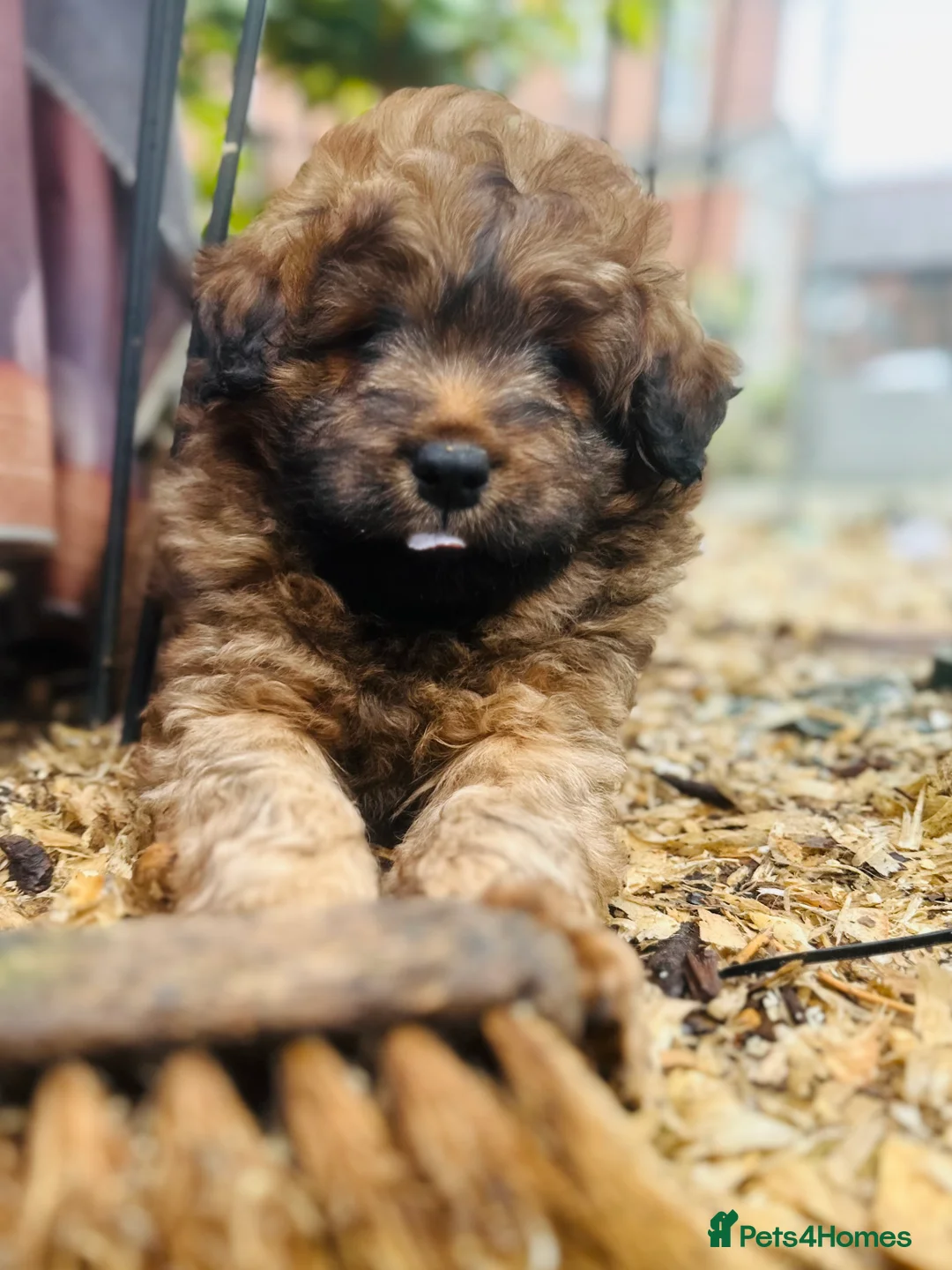 Mixed Breed dogs for sale: Wow real life teddy bears 🧸  - Advert 9