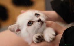 British Shorthair cats for sale: Rare Silver-Shaded British Shorthair Queen Kitten - Image 6
