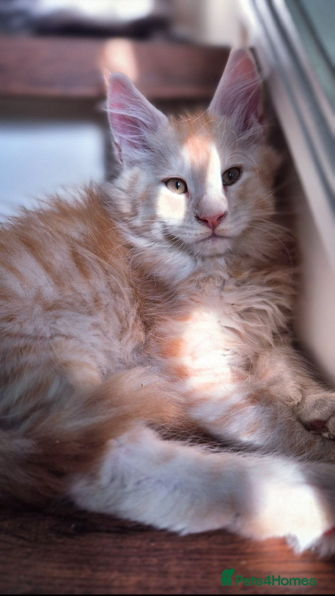 Maine Coon cats Maine Coon Kittens | TICA Parents | Health Tested - Advert 5