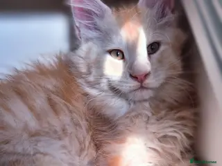 Maine Coon cats Maine Coon Kittens | TICA Parents | Health Tested - Advert 5