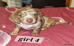 Dachshund dogs for sale: 7 beautiful dachshunds puppys - Image 21