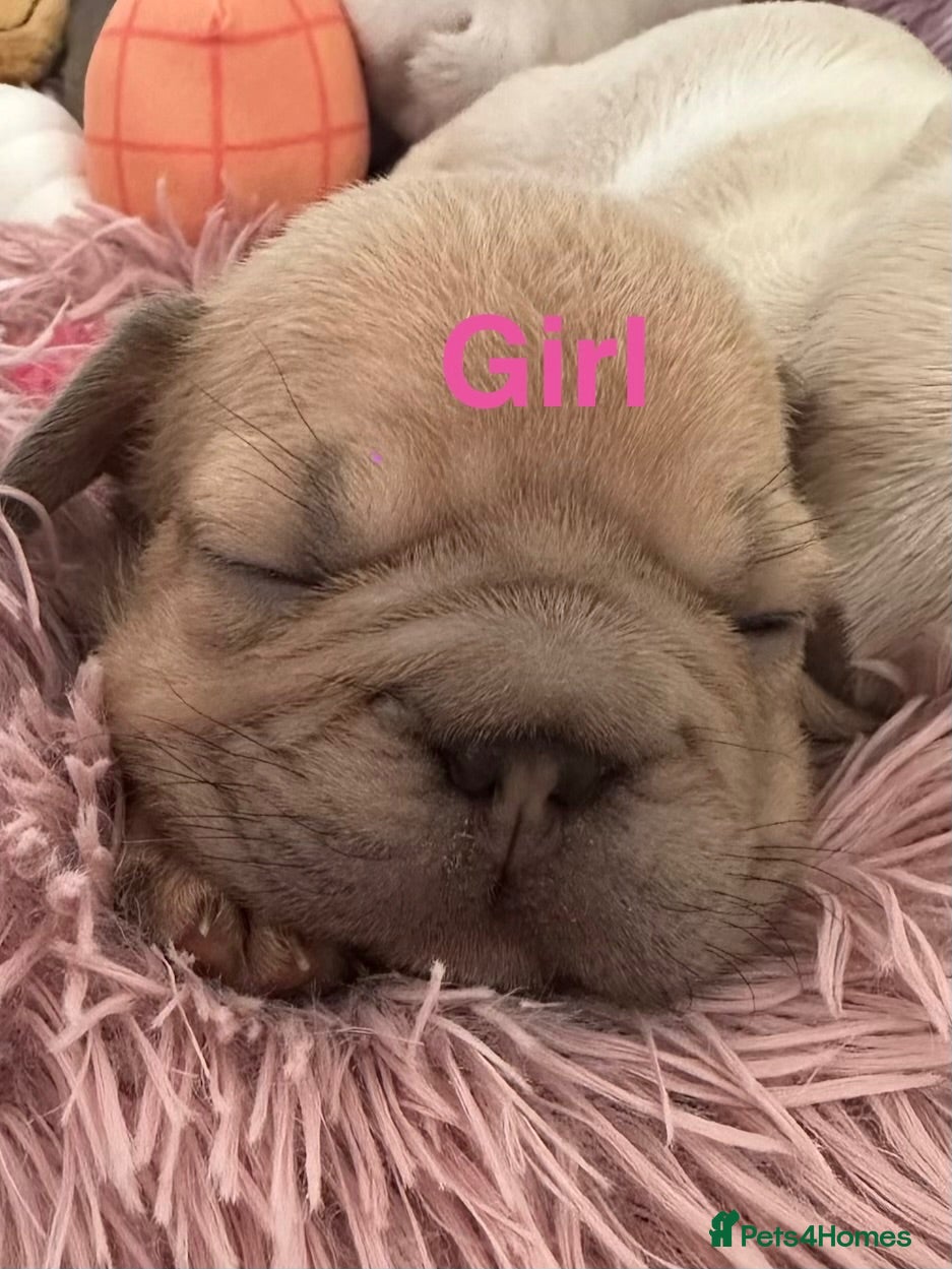 French Bulldog dogs French bulldog puppies - Advert 13