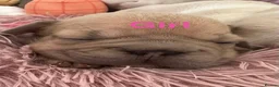 French Bulldog dogs for sale: French bulldog puppies - Advert 1