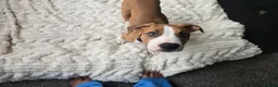 Mixed Breed dogs for sale: Ridgeback/American terrier/ english bulldog mix  in Coventry - Advert 13