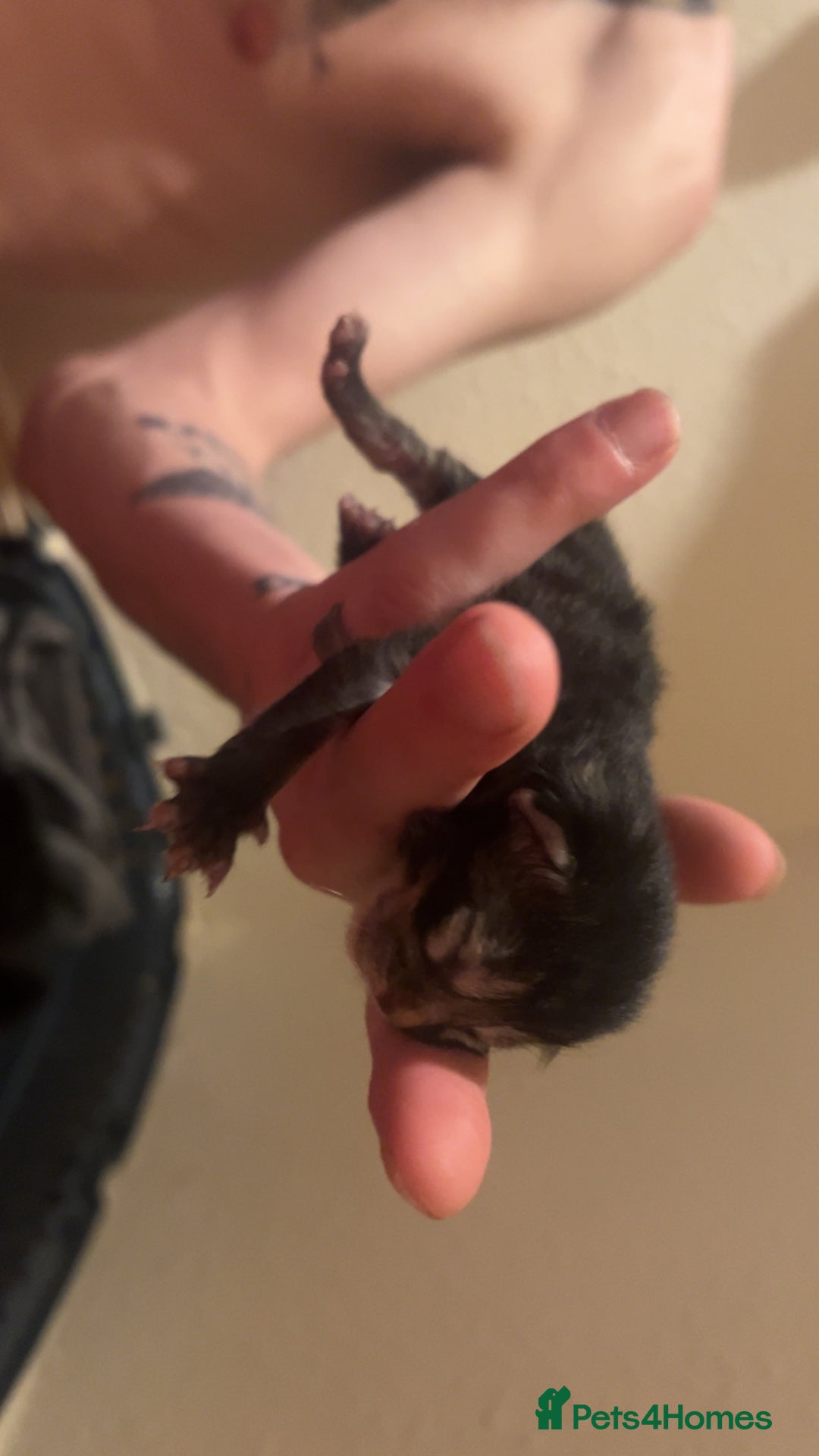 Mixed Breed cats for sale: Black Tabby kittens - Image 18
