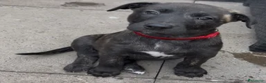 Mixed Breed Puppy 3