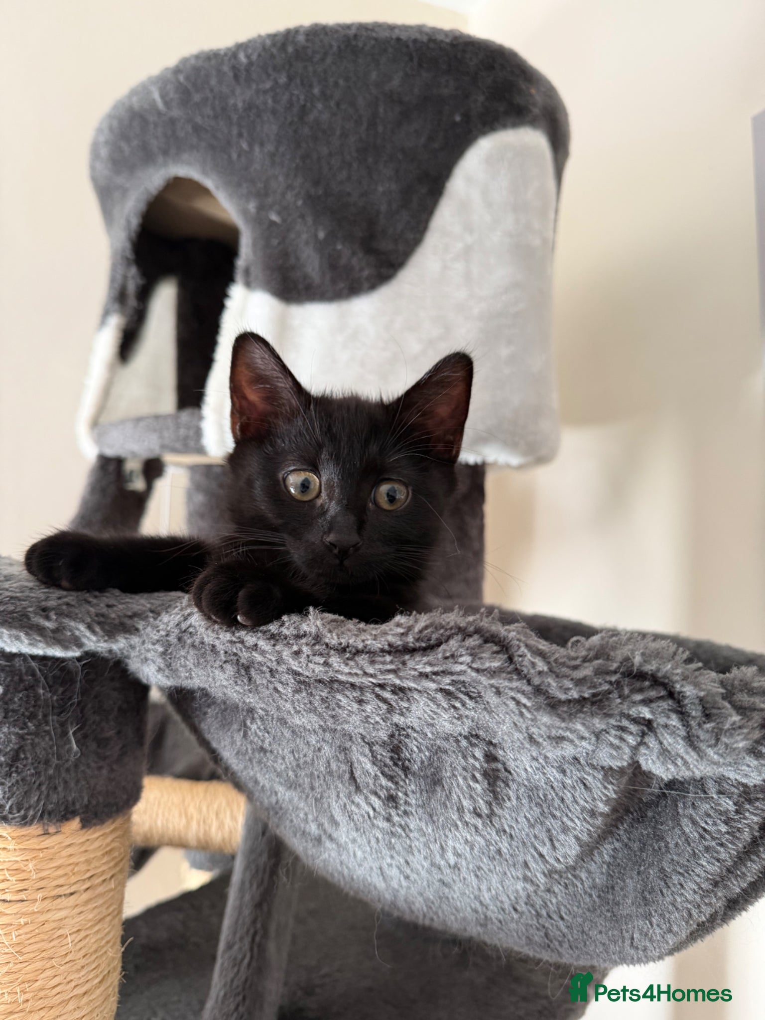 Mixed Breed cats Female kitten - Advert 4