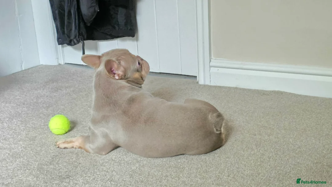 French Bulldog dogs for stud: Meet Cash my lovely french bulldog in Stockport - Advert 3