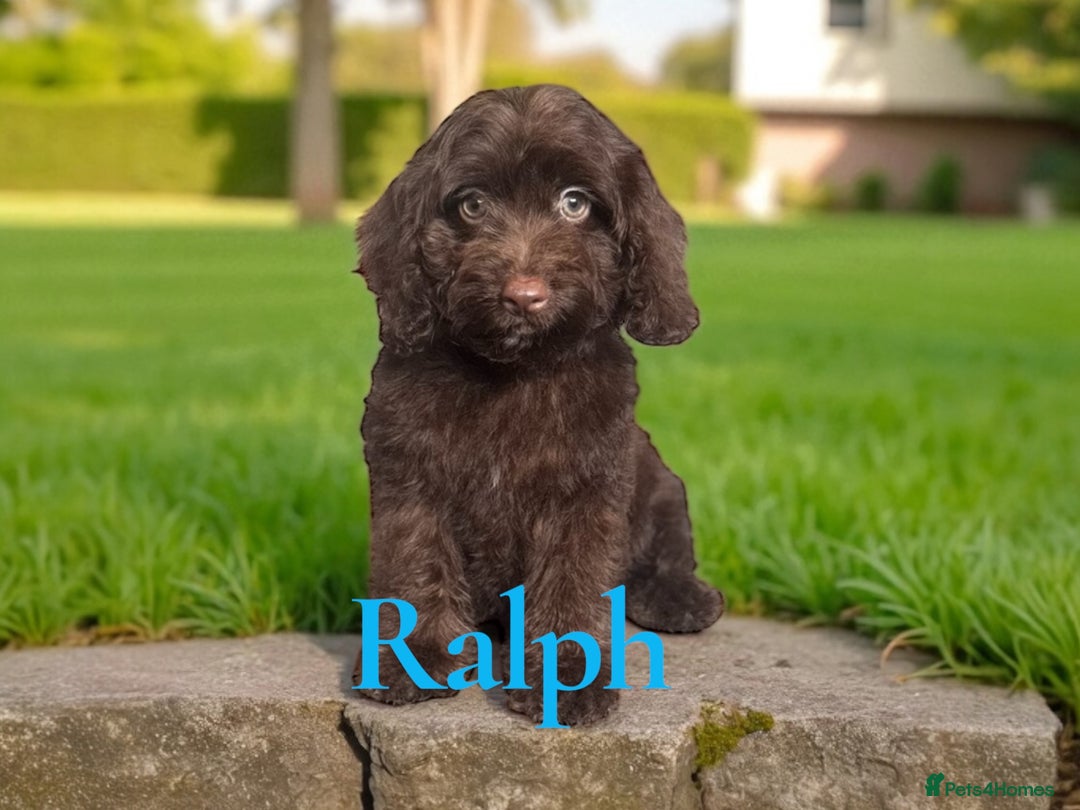 Cockapoo dogs for sale: ⭐️READY NOW⭐️Stunning DNA clear C f1 choc  - Image 4