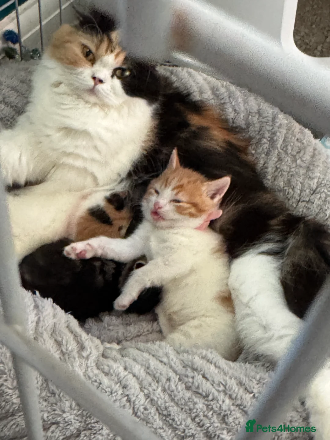 Scottish Fold cats for sale: Scottish fold x domestic kittens  - Advert 7