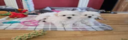 Maltese dogs for sale: Adorable Maltese Puppies for Sale - Advert 3