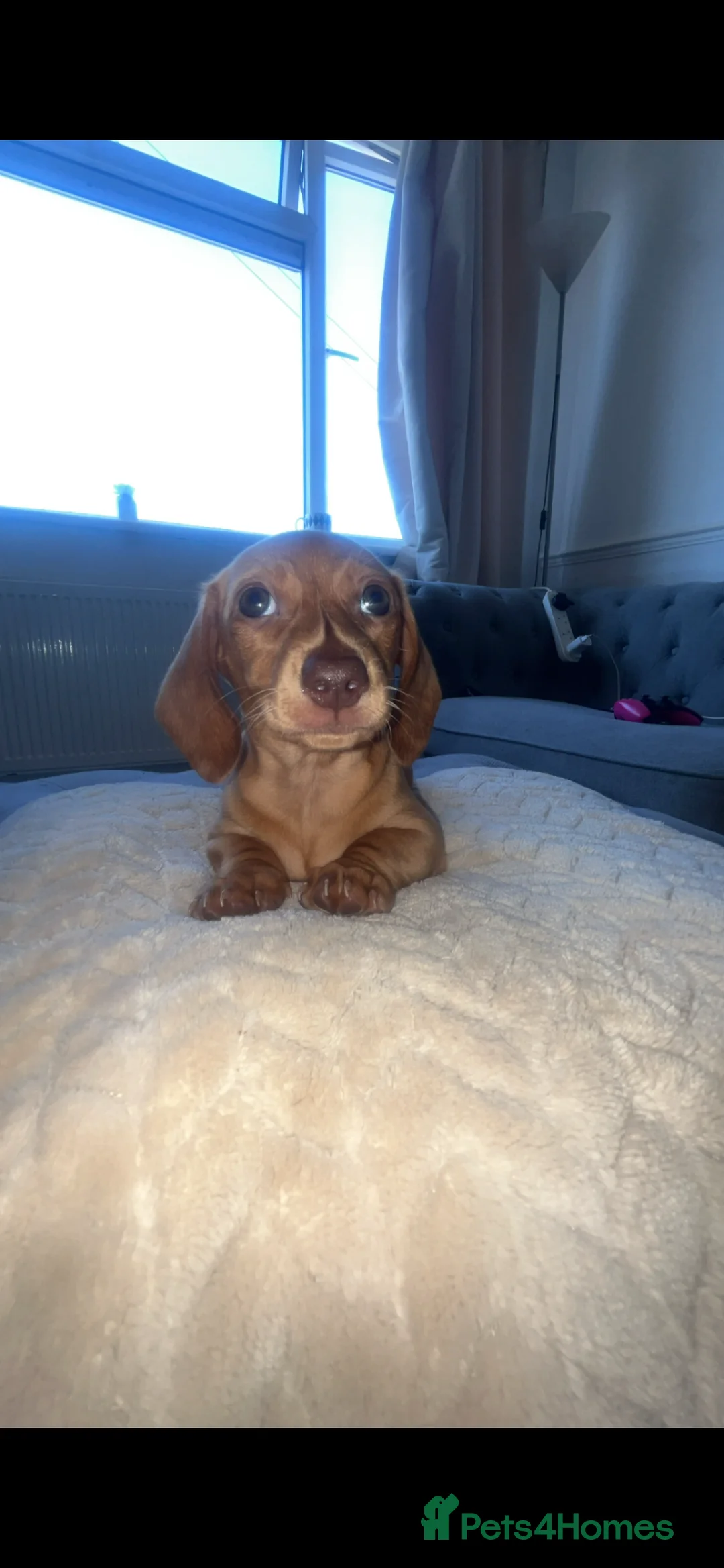 Dachshund dogs for sale: Choclate tri dashund full size  - Advert 1