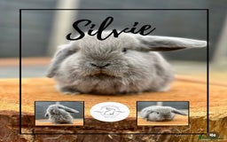 Mini Lop rabbits for sale: Mini lop bunnies looking for forever homes - Image 3