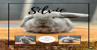 Mini Lop rabbits - Advert 9