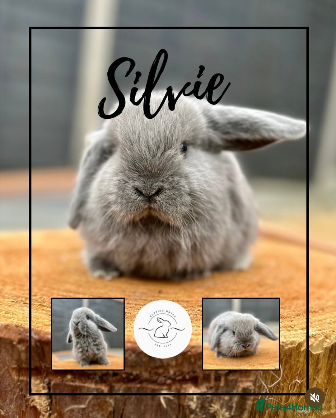 Mini Lop rabbits for sale: Mini lop bunnies looking for forever homes - Image 3