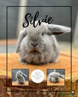 Mini Lop rabbits - Advert 6