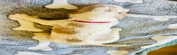 Cocker Spaniel dogs for sale: Stunning Cocker Spaniels  - Advert 6