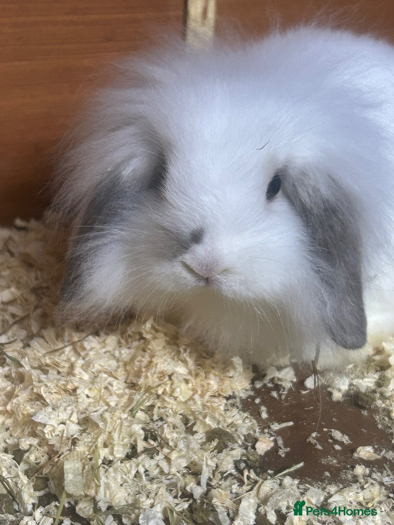Mini Lion Lop rabbits for sale: Mini lion lop  - Advert 1