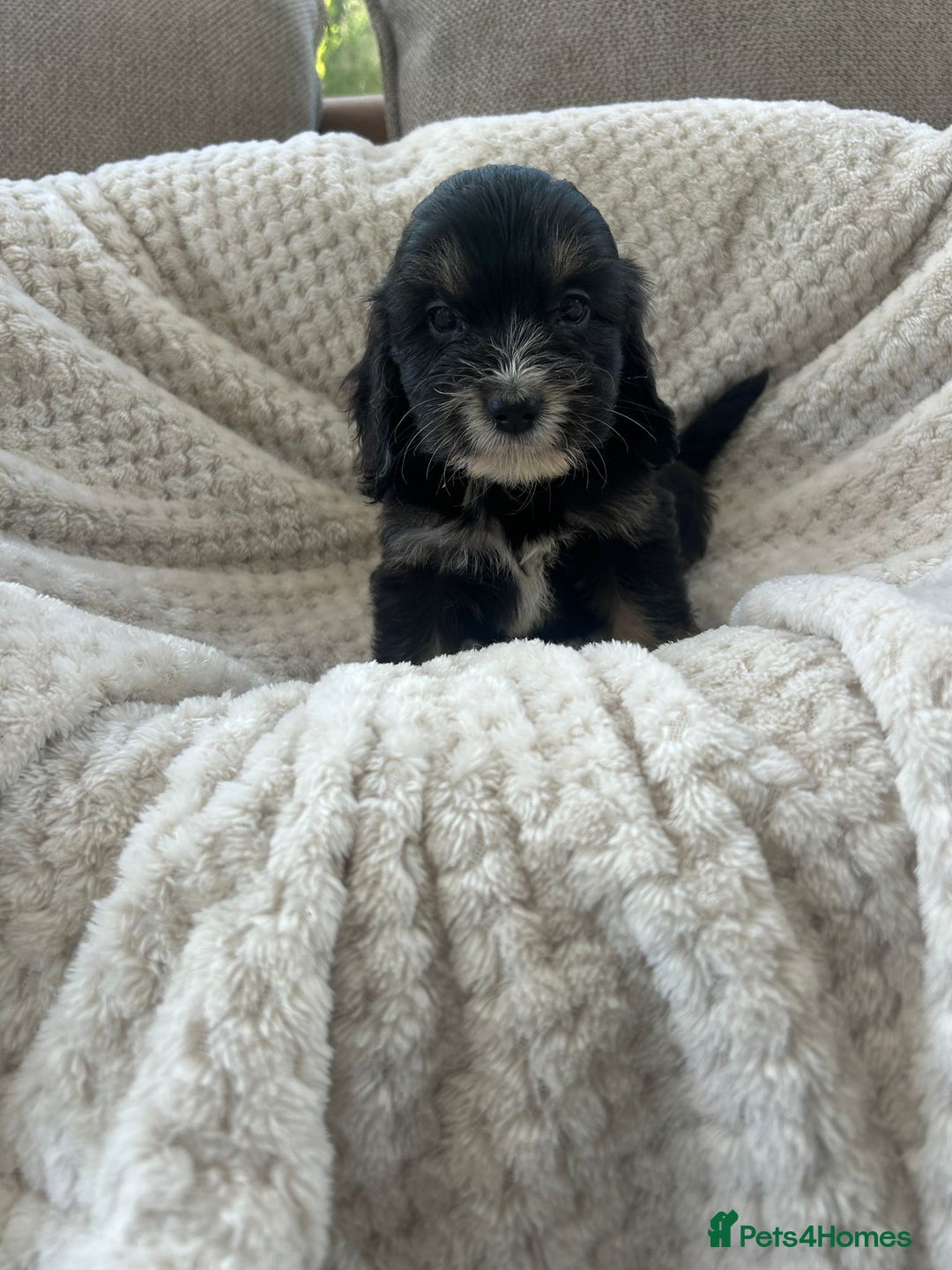 Cockapoo dogs for sale: Adorable F1 cockapoo puppies  - Image 22