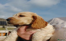 Cocker Spaniel dogs for sale: 2 FEMALE KC REG SHOW TYPE COCKER SPANIEL - Image 9