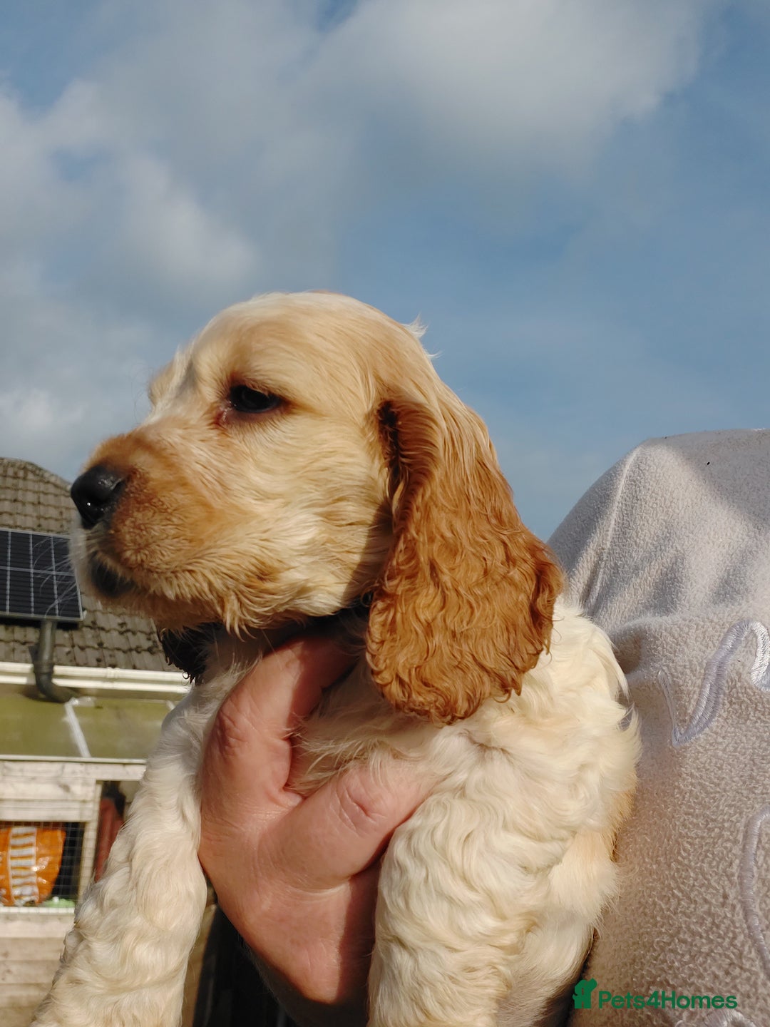 Cocker Spaniel dogs for sale: 2 FEMALE KC REG SHOW TYPE COCKER SPANIEL - Image 9