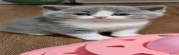 British Shorthair cats for sale: 5 GCCF REGISTERED KITTENS - Advert 8