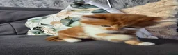Mixed Breed cats for sale: Ginger fluffy boy - Advert 4