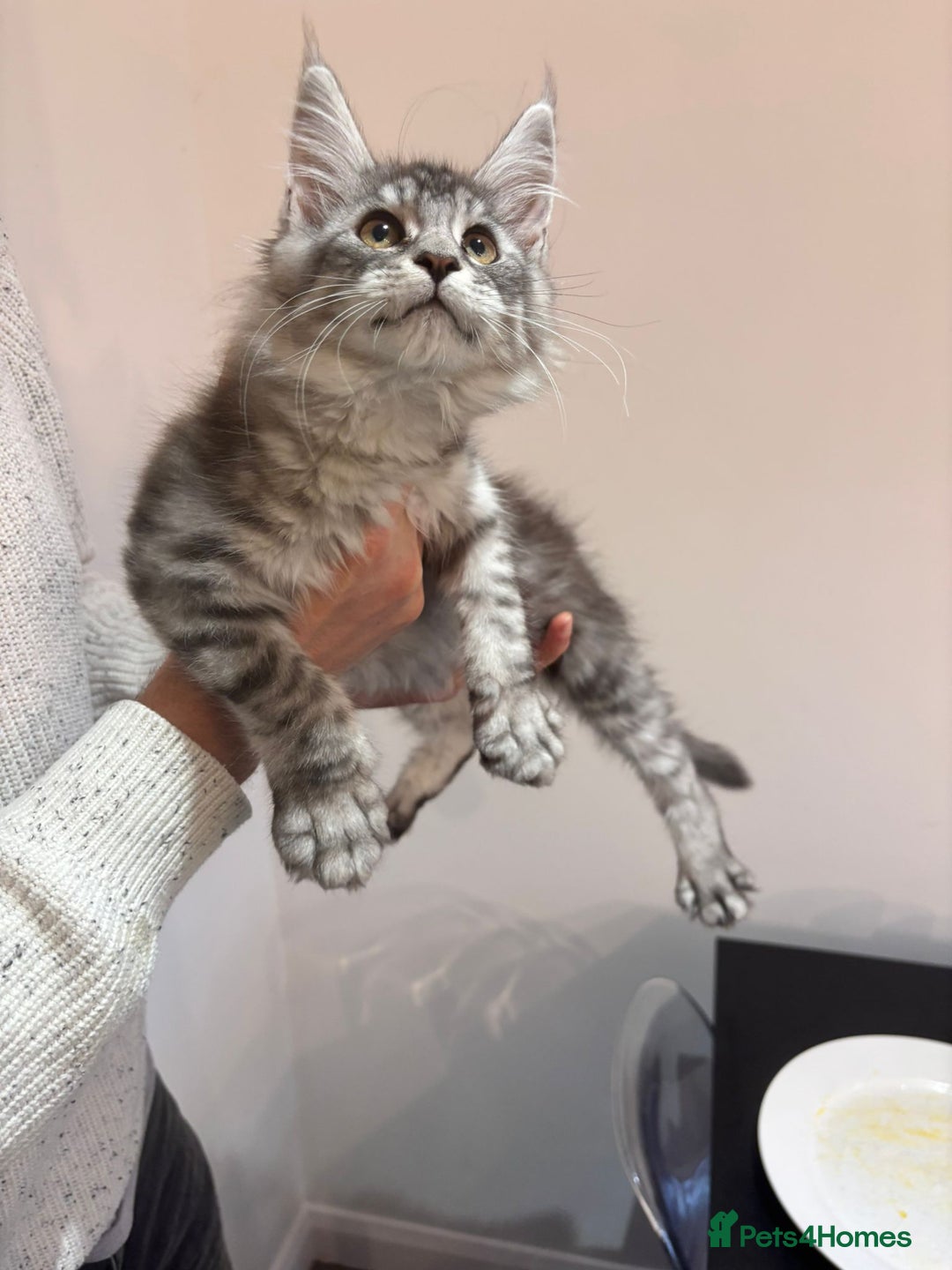 Maine Coon cats for sale: 💕5 TICA registered DNA CLEAR💕  - Image 21
