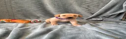 Mixed Breed dogs for sale: Labrador x staff - Advert 21