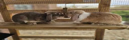 English Lop rabbits for sale: 🐰 Adorable Bonded Lop Rabbits for Sale 🐰 - Advert 1