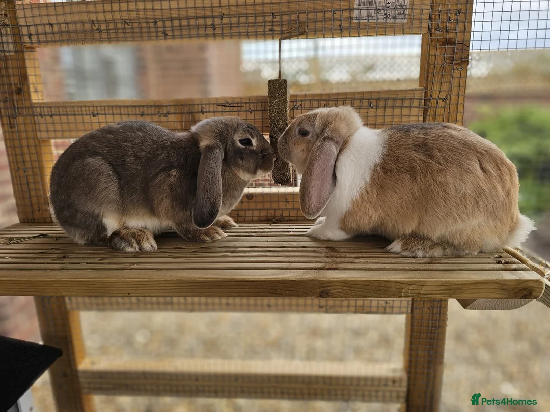 English Lop rabbits for sale: 🐰 Adorable Bonded Lop Rabbits for Sale 🐰 - Advert 1