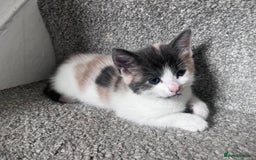 Mixed Breed cats for sale: Beautifully unique kittens - Image 9