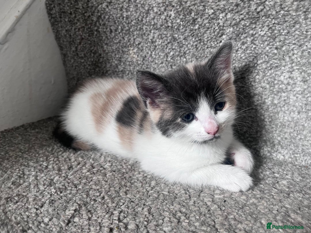 Mixed Breed cats for sale: Beautifully unique kittens - Image 9