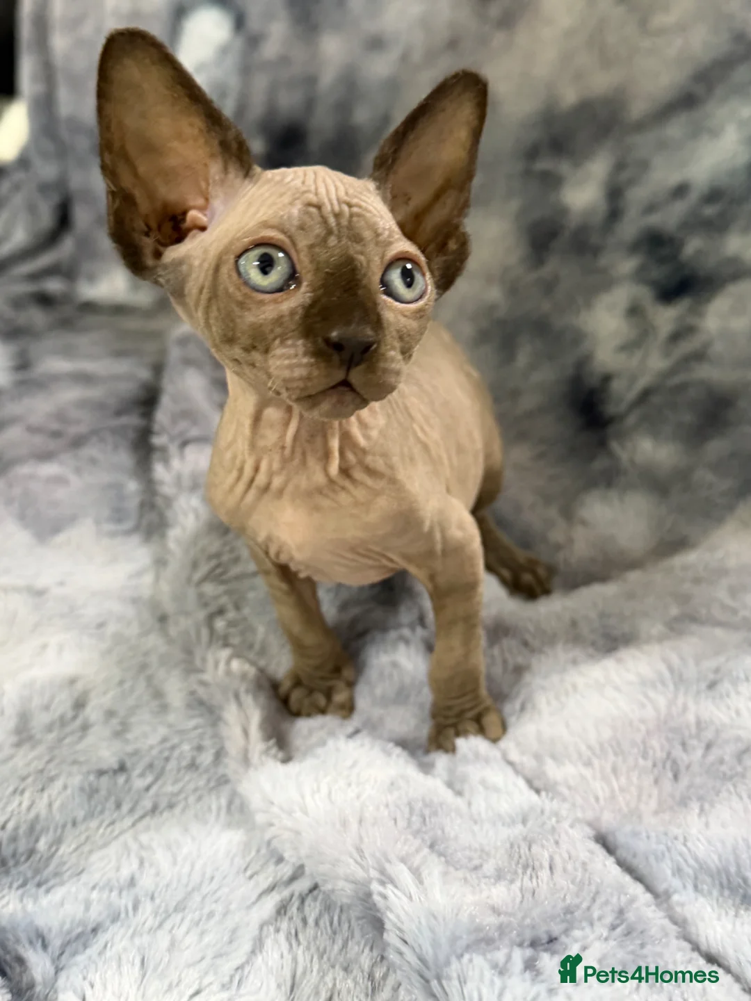 Sphynx cats for sale: Ready to go Canadian Sphynx Kitten  - Advert 27
