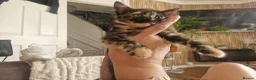 Domestic Shorthair cats for sale: Kittens for sale  - Advert 13