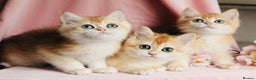 British Shorthair cats for sale: Gorgeous BSH Golden Chinchilla ny12 - Advert 15